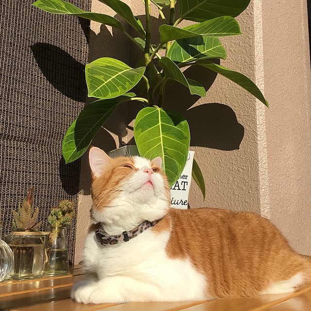 ベランダ/ねこと暮らす。/猫ちゃんだけですいません。/いいね！ありがとうございます！/玄関/入り口のインテリア実例 - 2016-11-02 08:32:02