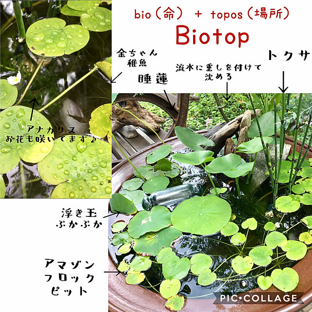 pitaさんの実例写真