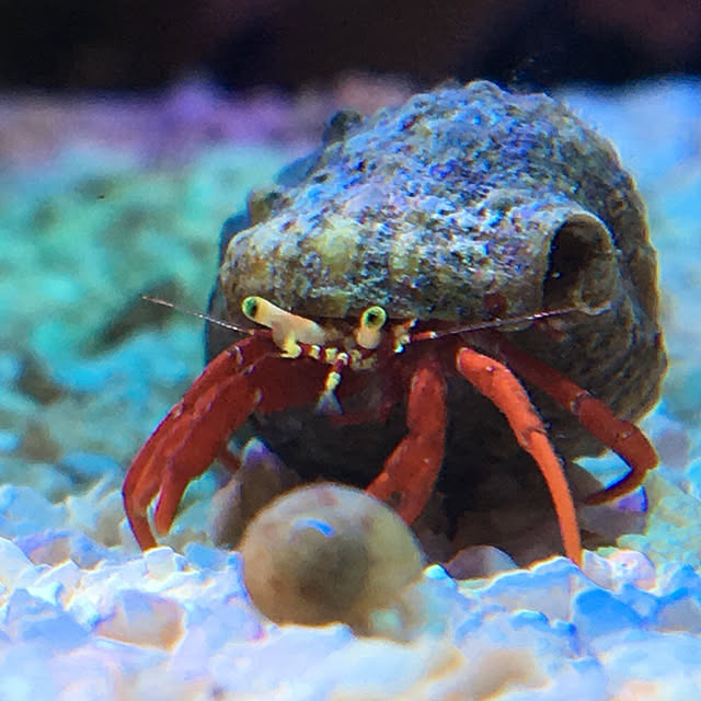 aquarium_seaさんの実例写真