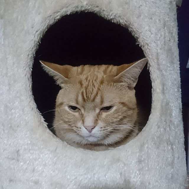 shinobuさんの実例写真