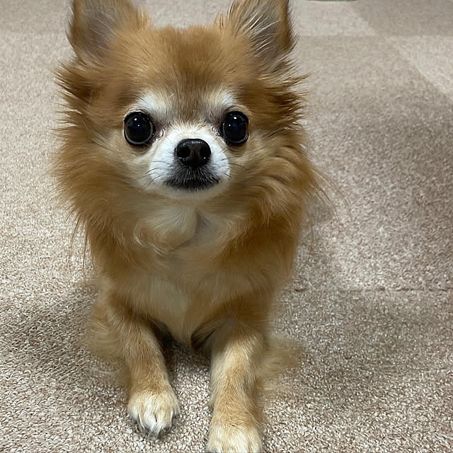 koroさんの実例写真