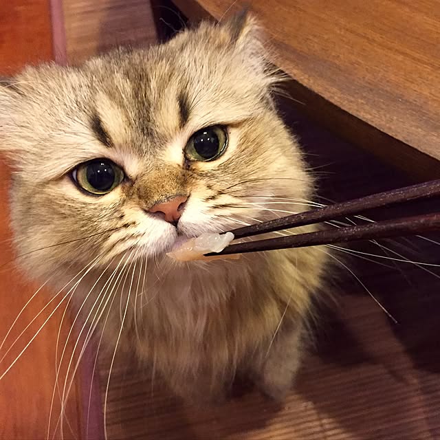 butachanさんの実例写真