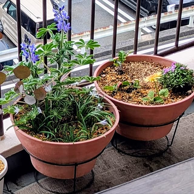 mi-saさんの実例写真