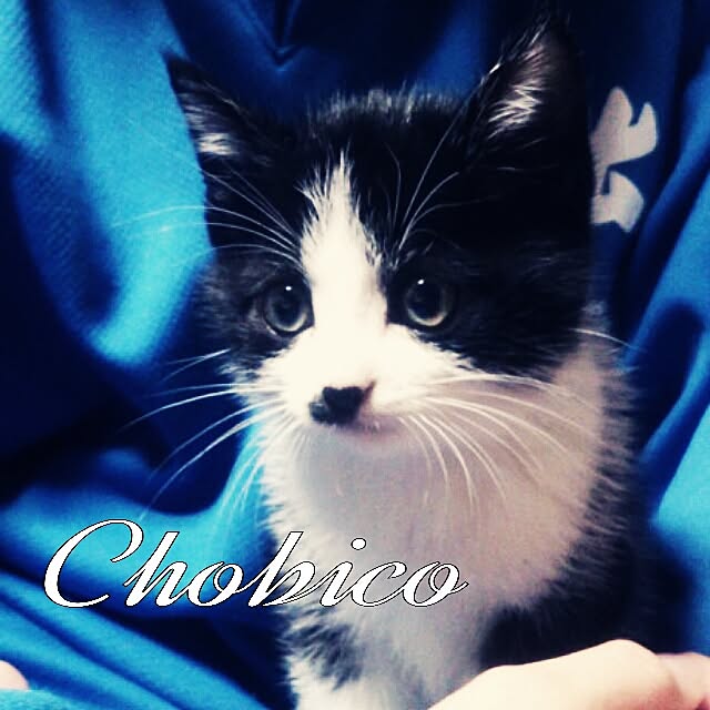 Chomeakiさんの実例写真