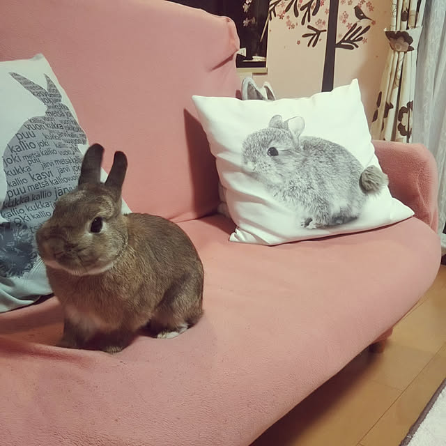 yuzu0223さんの実例写真