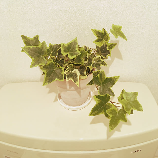 onanaさんの実例写真
