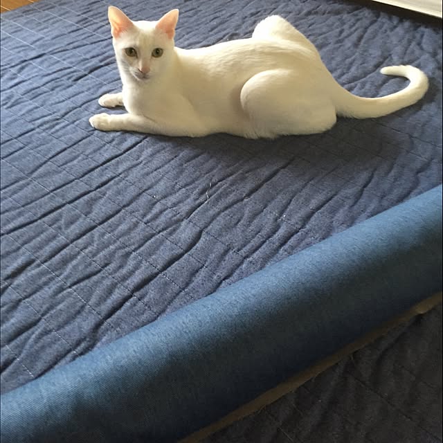 Tomoさんの実例写真