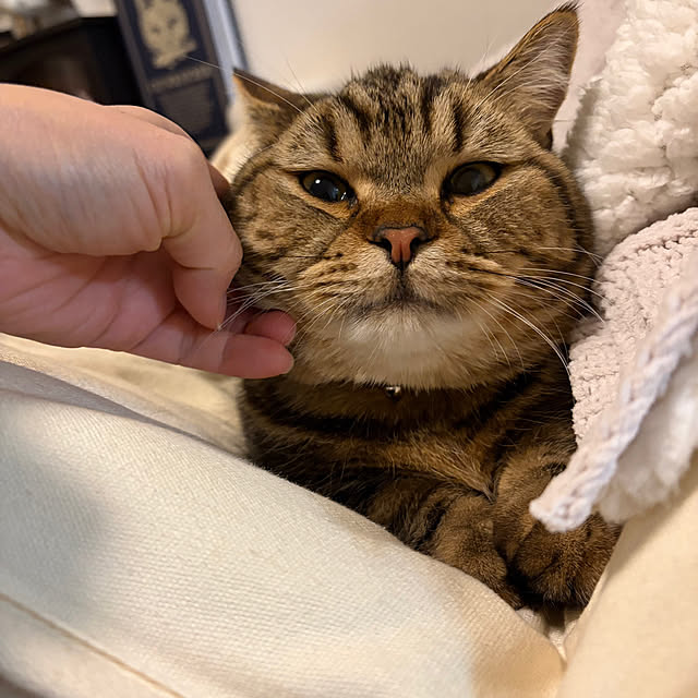 chiiさんの実例写真