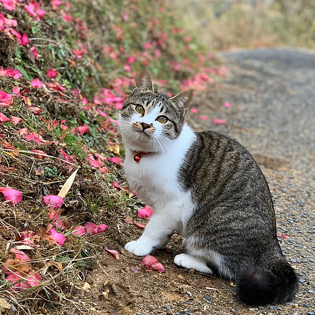 chamさんの実例写真