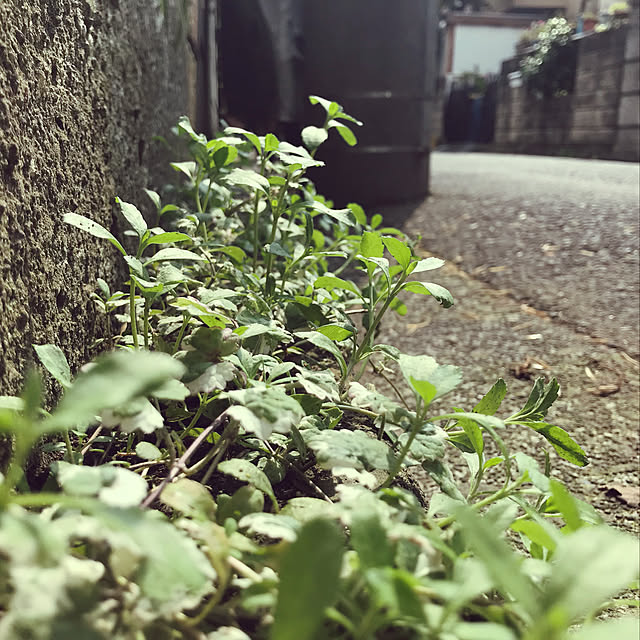 chamさんの実例写真