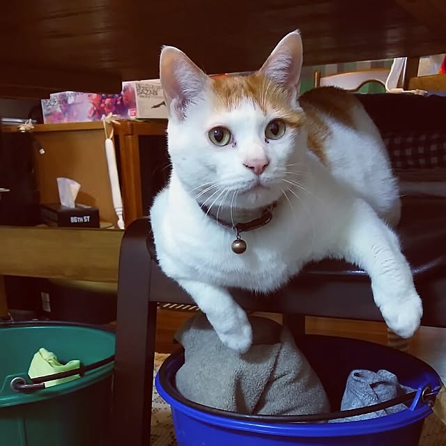 porinさんの実例写真