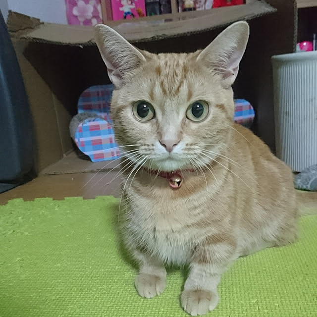 shinobuさんの実例写真