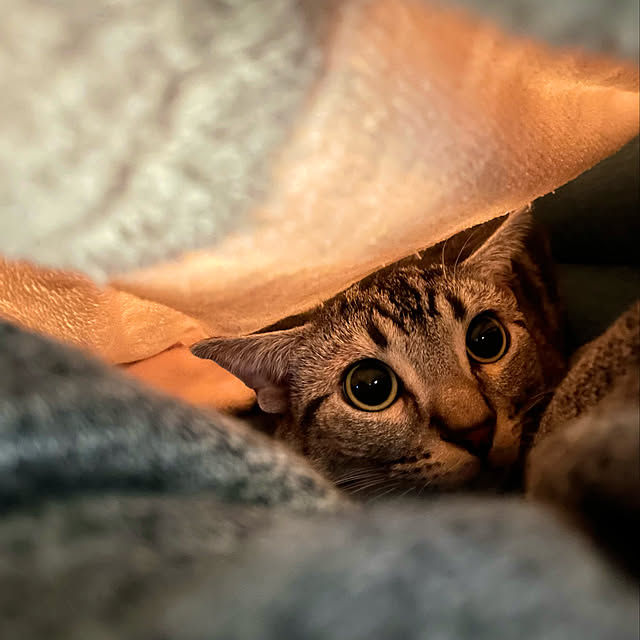 yumiさんの実例写真