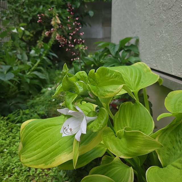 mimi828さんの実例写真