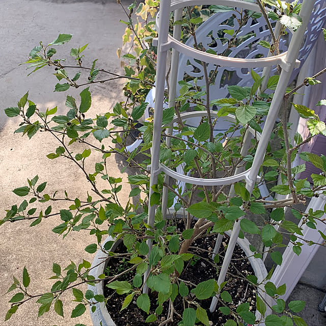 AYUKOさんの実例写真