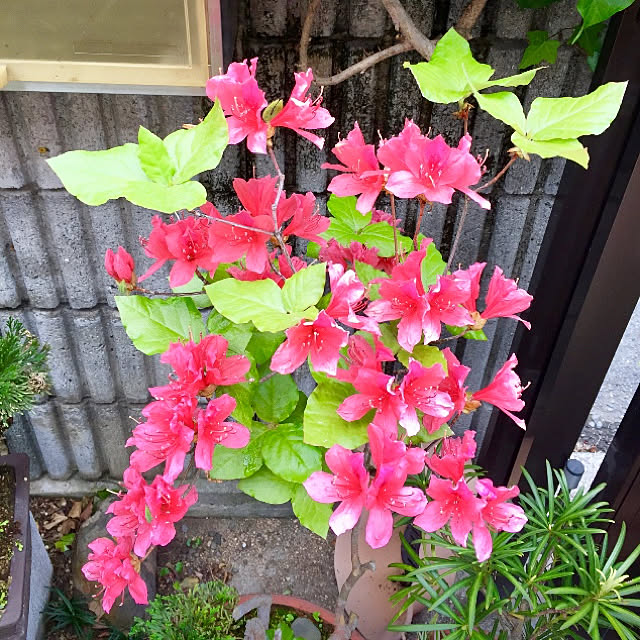 takakoさんの実例写真