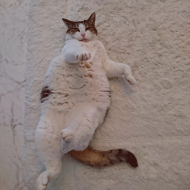 machikomamaさんの実例写真