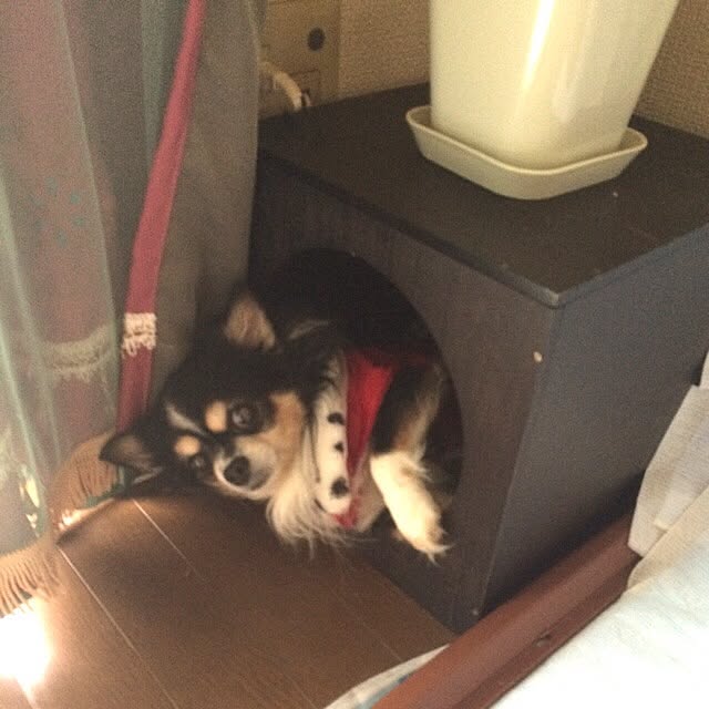 Hazukiさんの実例写真