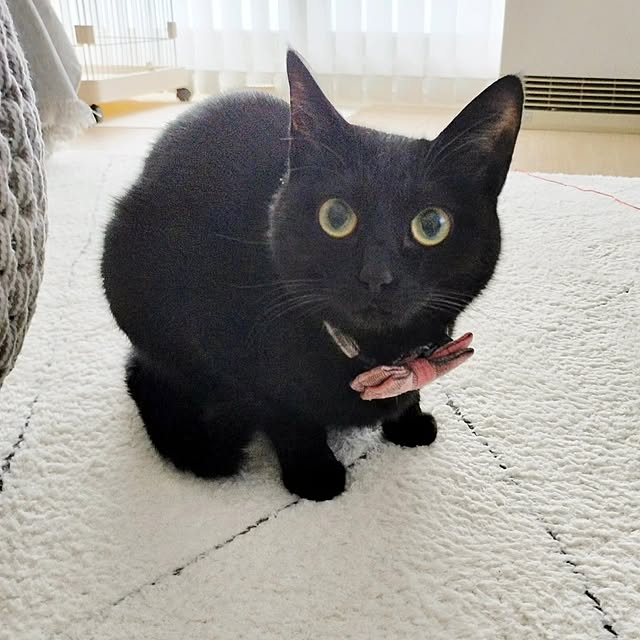 sakuraさんの部屋