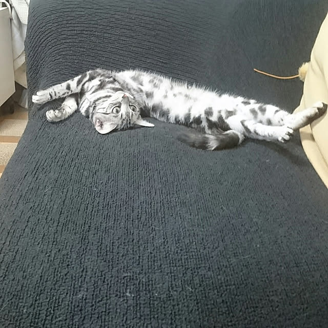 CatClipさんの実例写真