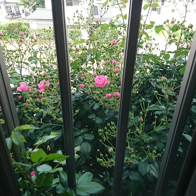 AZさんの実例写真
