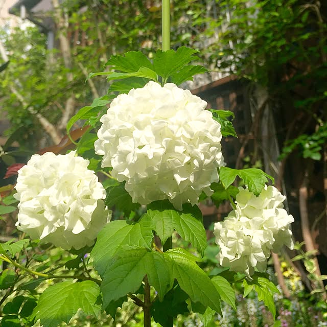 butachanさんの実例写真