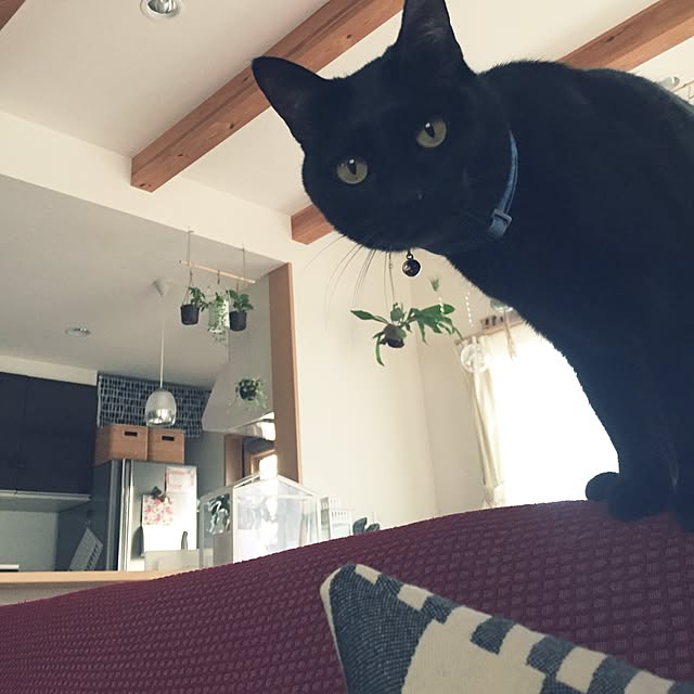 yuki0511さんの実例写真