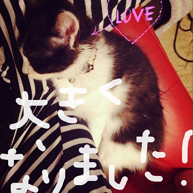 noahanaさんの実例写真