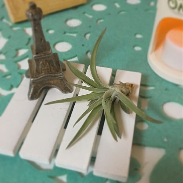 棚/エアープランツ/一人暮らし/観葉植物のインテリア実例 - 2016-02-24 23:07:36