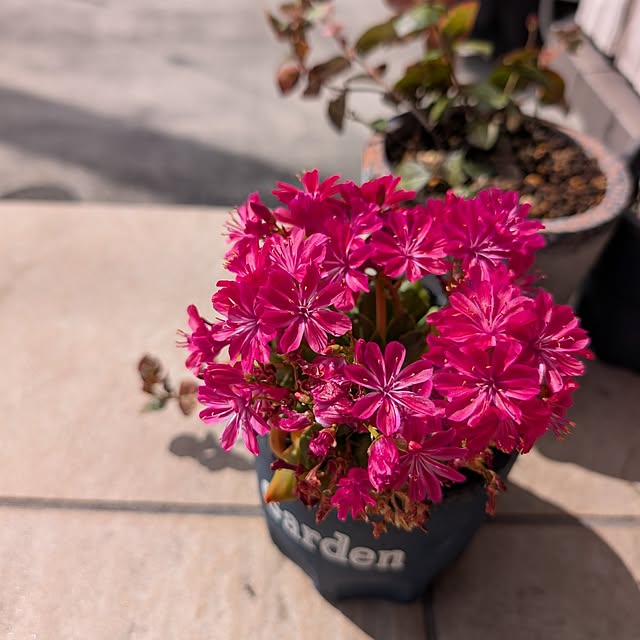 KOHAKUさんの部屋