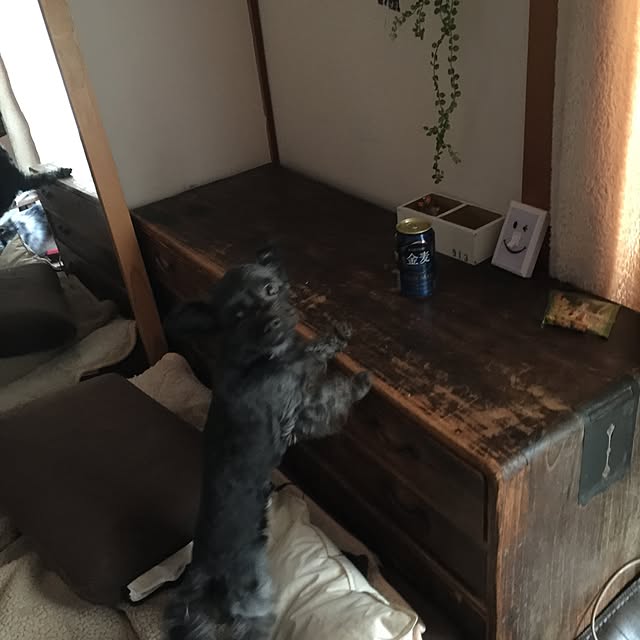 nonpiiiさんの実例写真