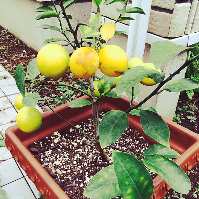 hanaliloaloさんの実例写真