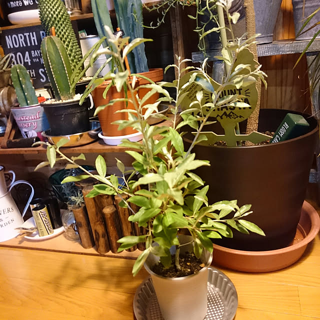 tikuwaさんの実例写真