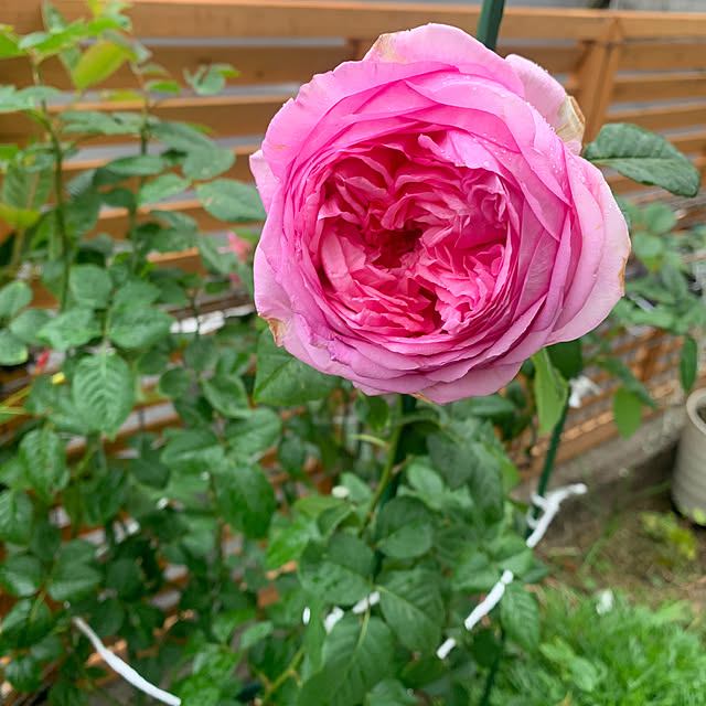 shiotanさんの実例写真