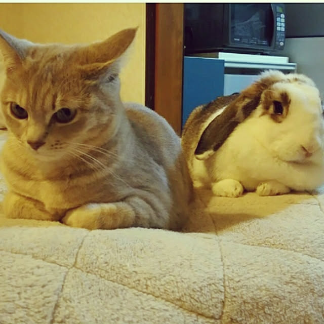 nellyさんの実例写真