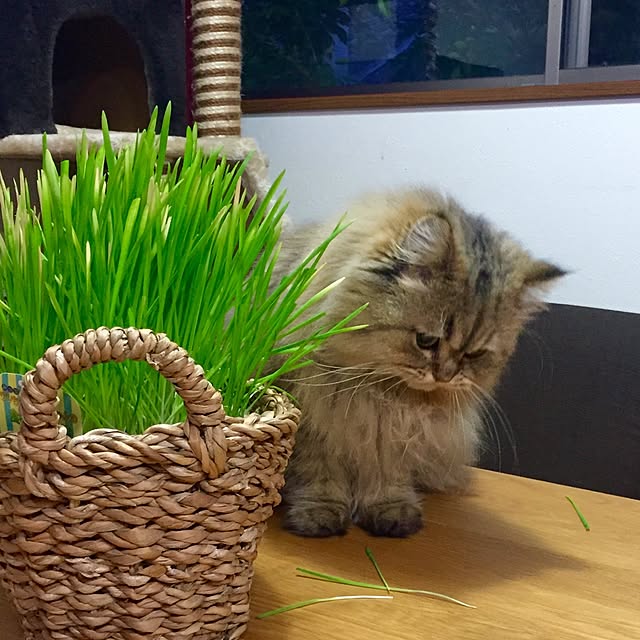 butachanさんの実例写真