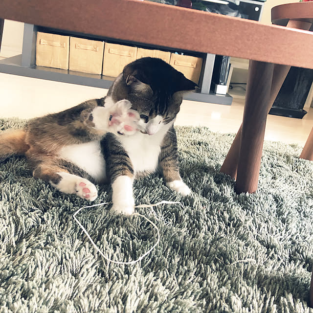 nekomiさんの実例写真