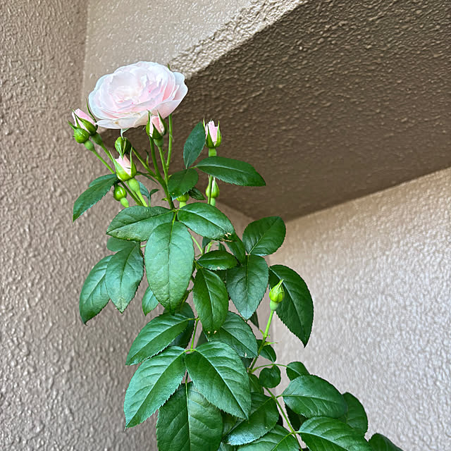 naokoさんの部屋