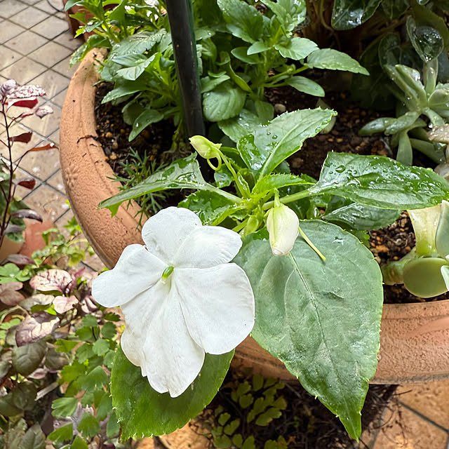 Aqettyさんの実例写真