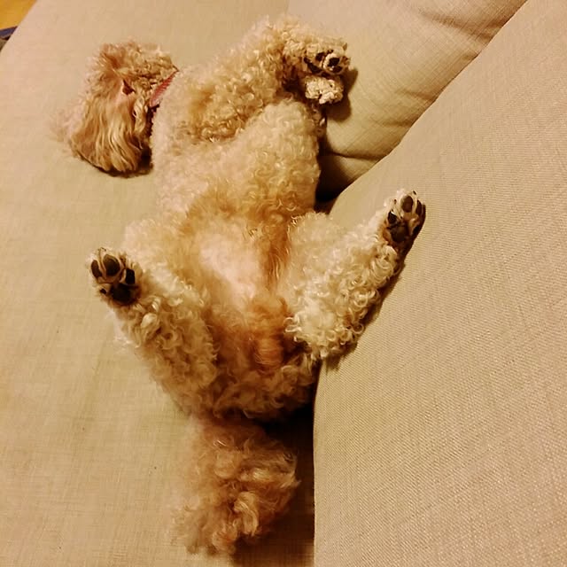 viviさんの実例写真
