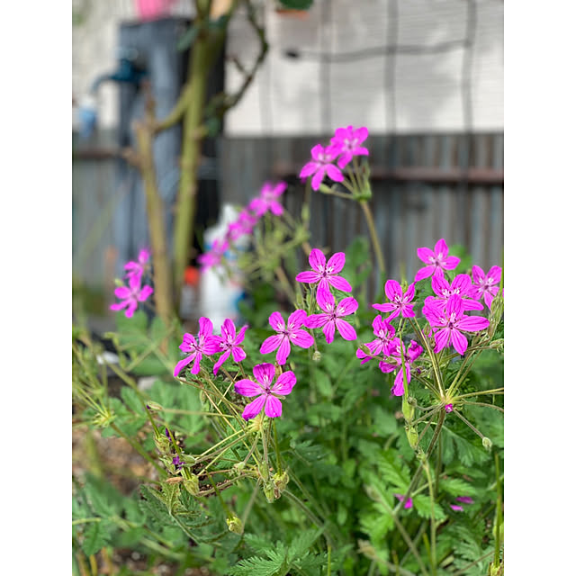 hirokoさんの実例写真
