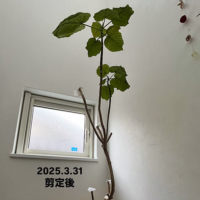 mayumiさんの部屋