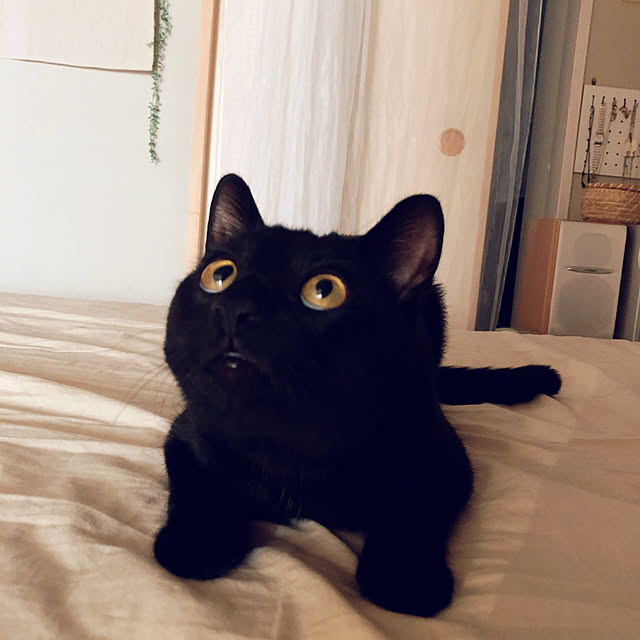nekomiさんの実例写真