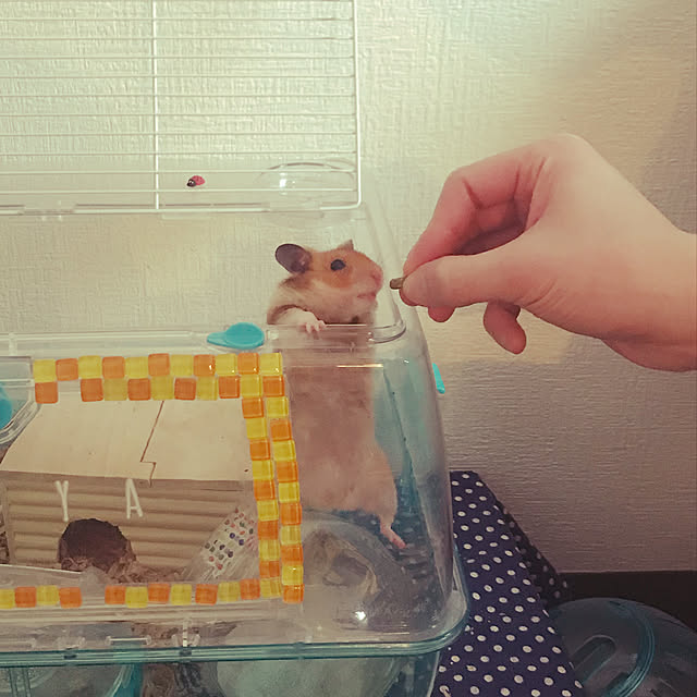 tanumaさんの実例写真