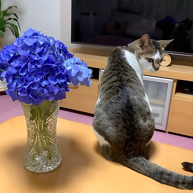 haruminさんの実例写真