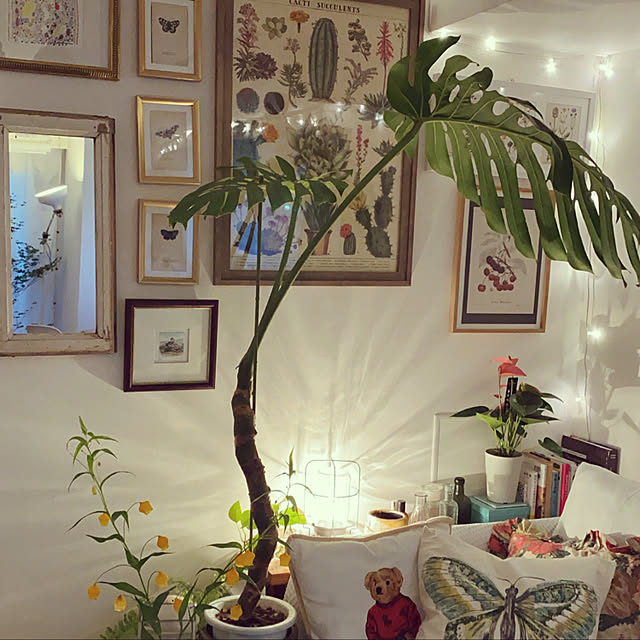 観葉植物/IKEA/一人暮らし/アンティーク/照明...などのインテリア実例 - 2021-06-07 13:03:35