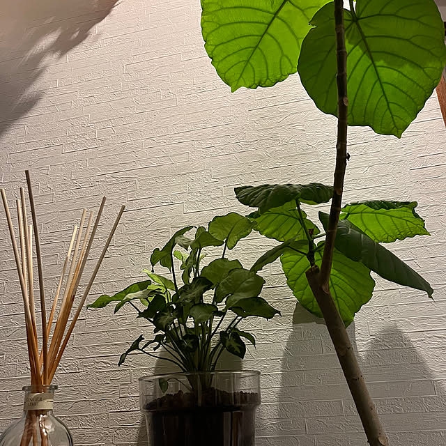 kkaatさんの実例写真