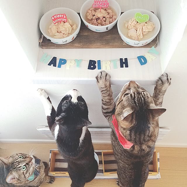 lovecatさんの実例写真