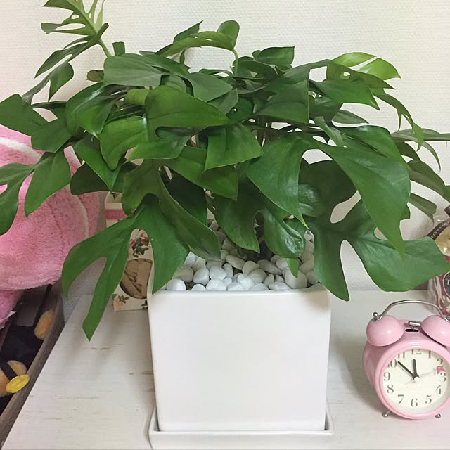 moamoaさんの実例写真