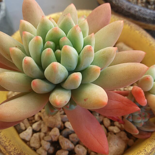 kaochanさんの実例写真